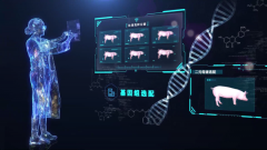 以聪慧畜牧财产驱动生猪全域数智育种、全域数